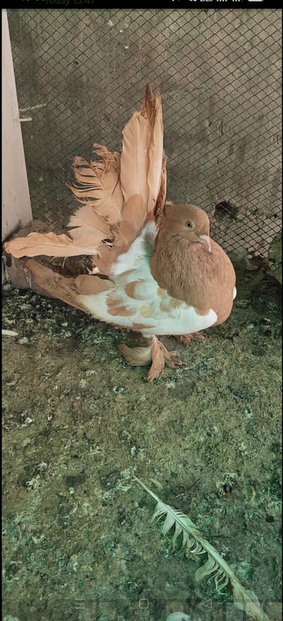 white side American yellow breader femail for sale