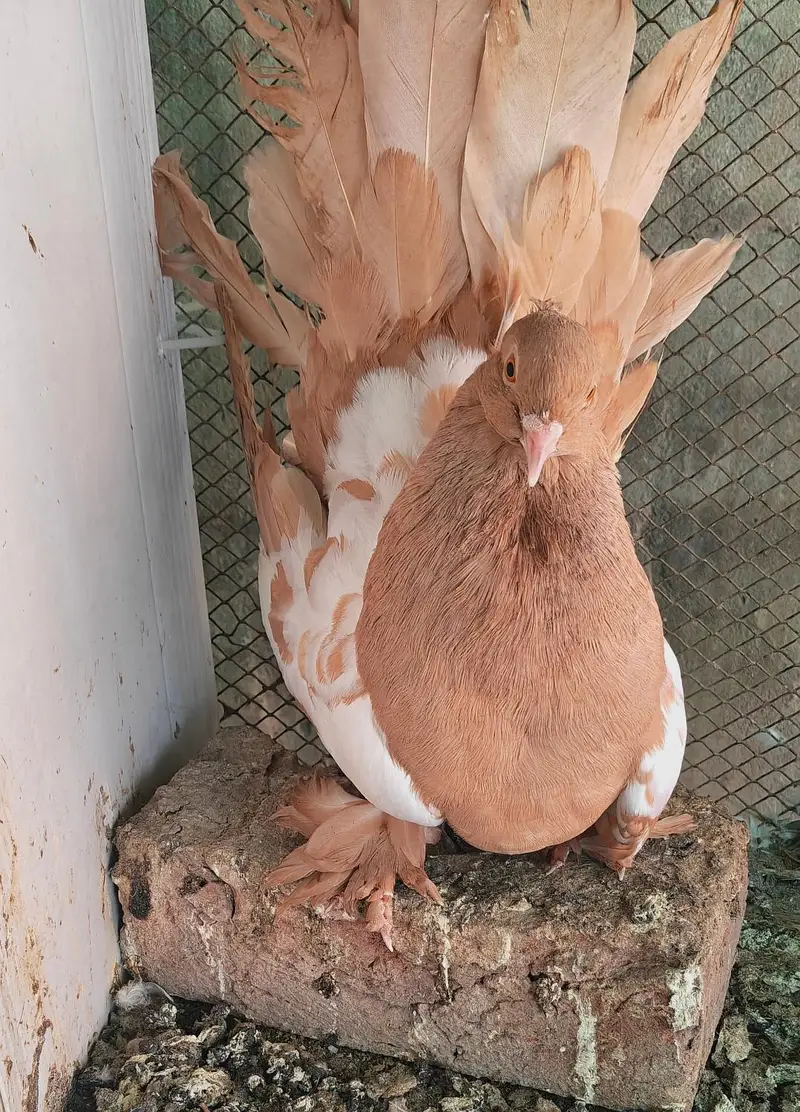 white side American yellow breader femail for sale — photo 2