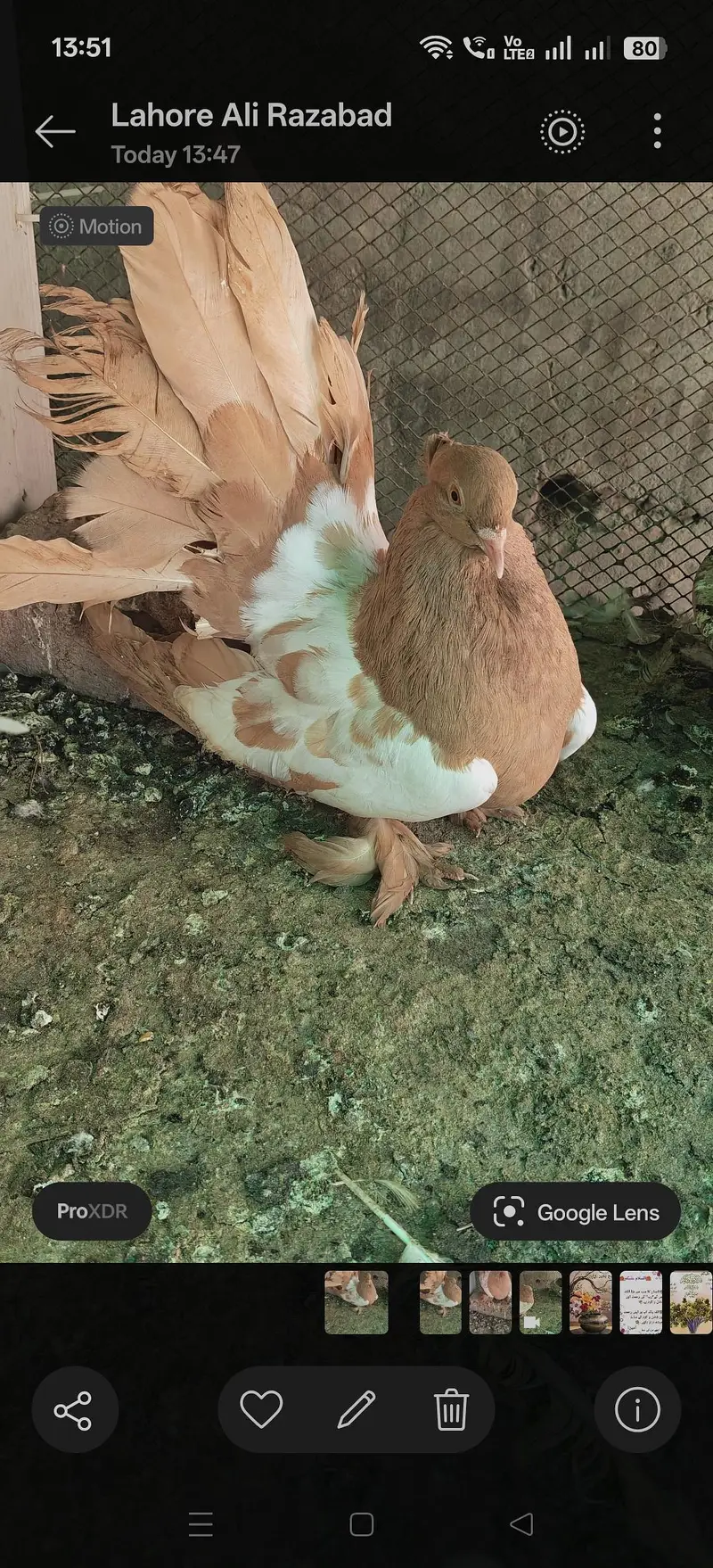 white side American yellow breader femail for sale — photo 3