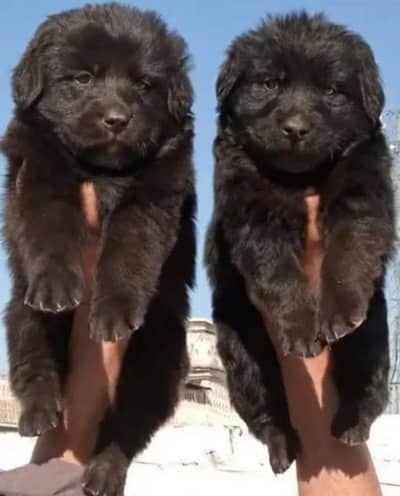Black Shepherd Puppy Pair | Long Coat | gsd | Dog For sale | Puppies