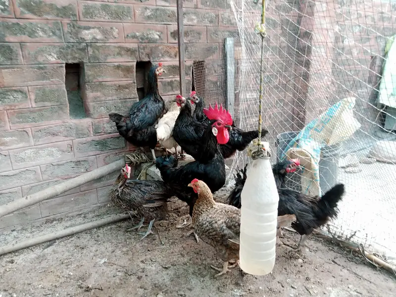 Astralop aur Desi Misri eggs  and Fancy chicken for sale — photo 2