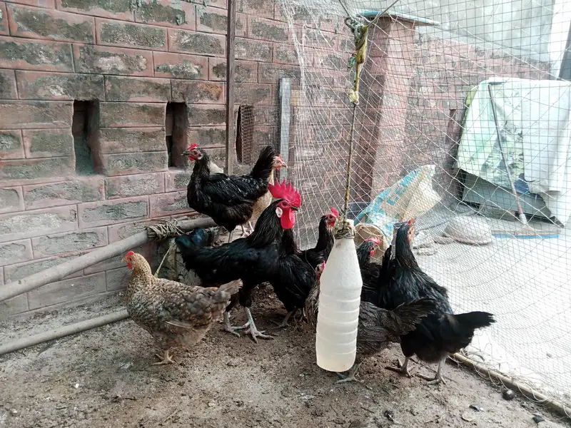 Astralop aur Desi Misri eggs  and Fancy chicken for sale — photo 3