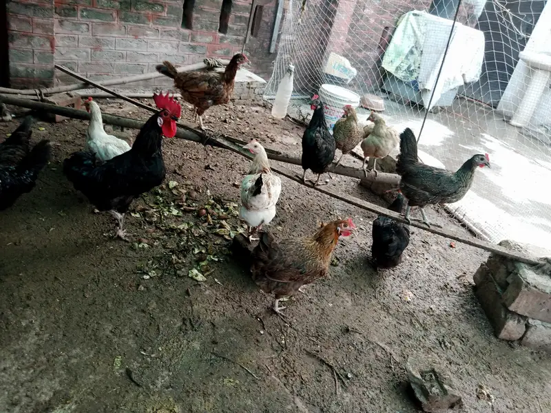 Astralop aur Desi Misri eggs  and Fancy chicken for sale — photo 6