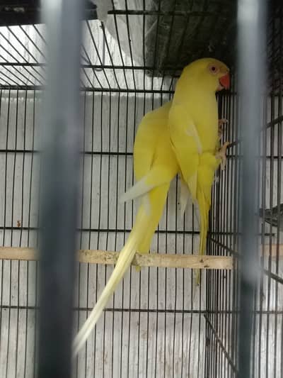  Yellow Ringneck Breeder Pair – Healthy & Active 