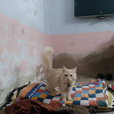 cate sale me