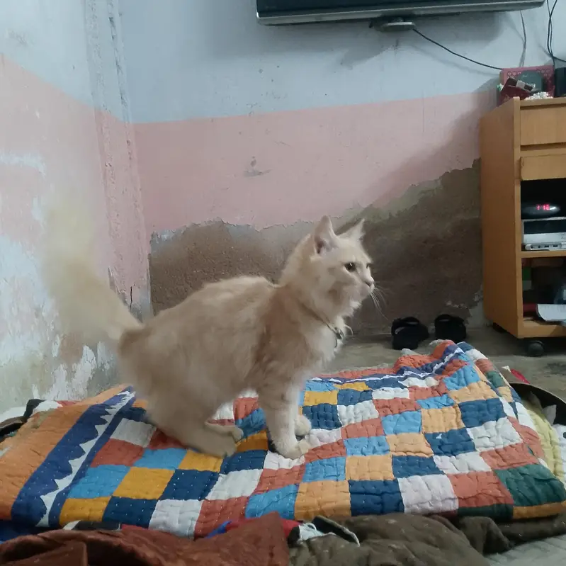 cate sale me — photo 5