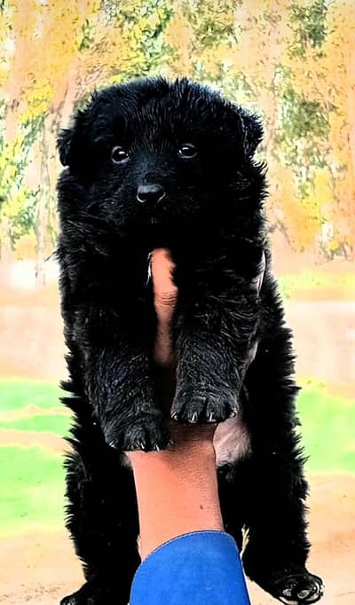 Black Shepherd Puppy | Long Coat | gsd | Dog For sale