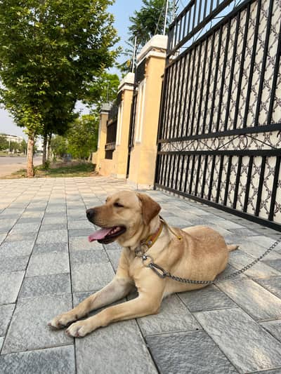 larador Dog