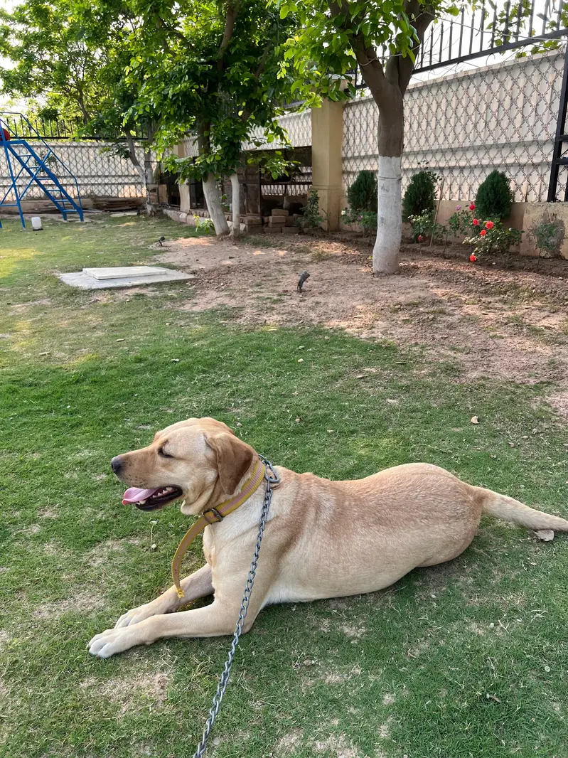 larador Dog — photo 2