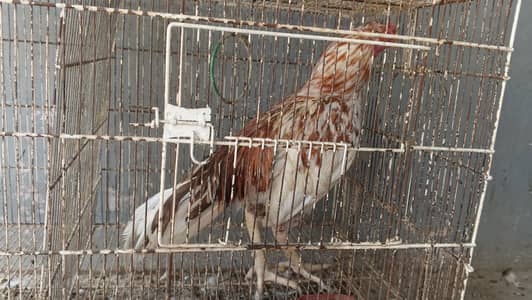 Aseel for sale