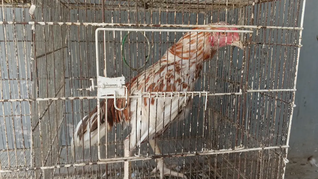 Aseel for sale — photo 2