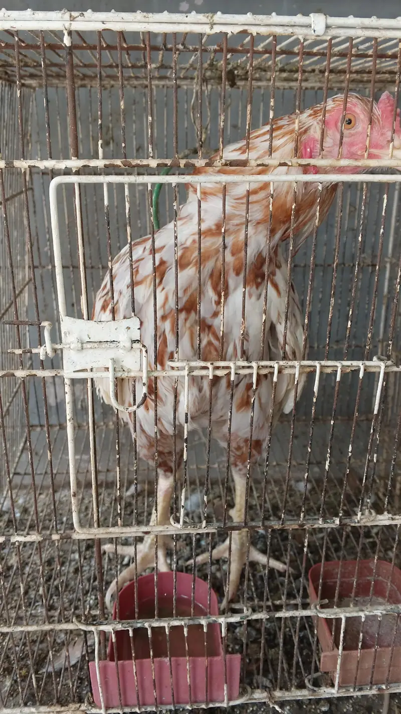 Aseel for sale — photo 3