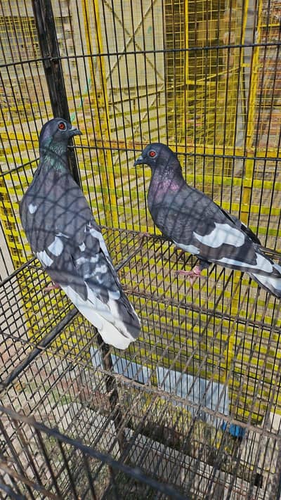 kaly desi breeder pairs for sale