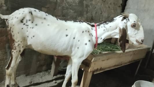 Desi Makhi cheeni Cross Bakri