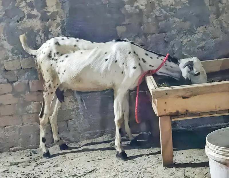 Desi Makhi cheeni Cross Bakri — photo 2