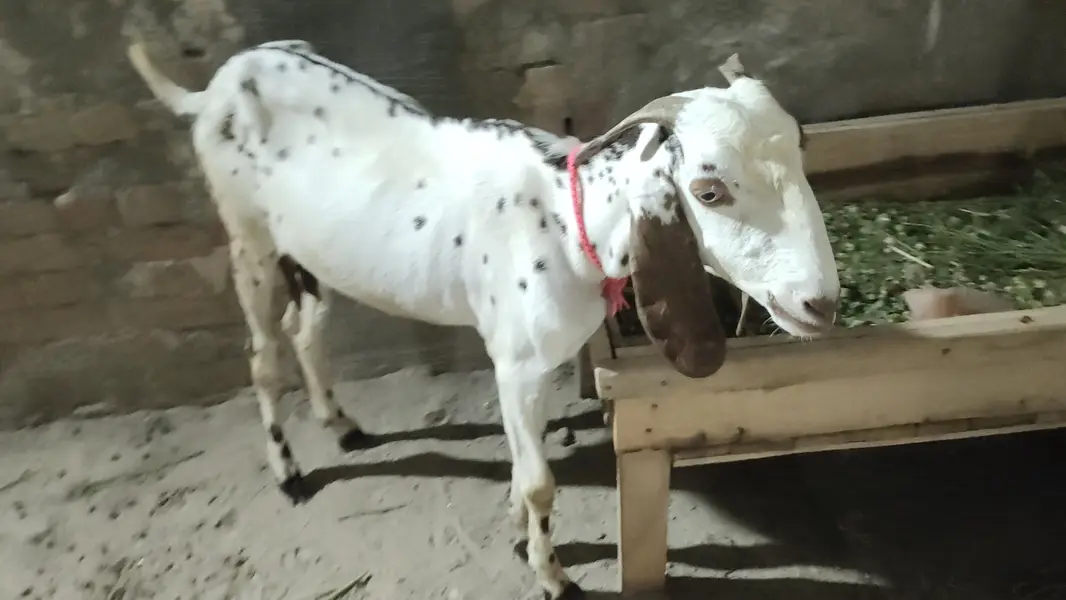 Desi Makhi cheeni Cross Bakri — photo 3