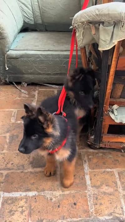 German shepherd puppie WhatsApp contact 0/3/4/9/0/6/8/6/3/7/8