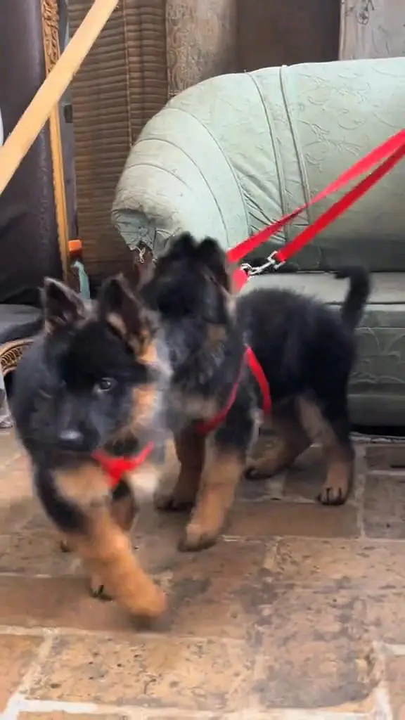 German shepherd puppie WhatsApp contact 0/3/4/9/0/6/8/6/3/7/8 — photo 2