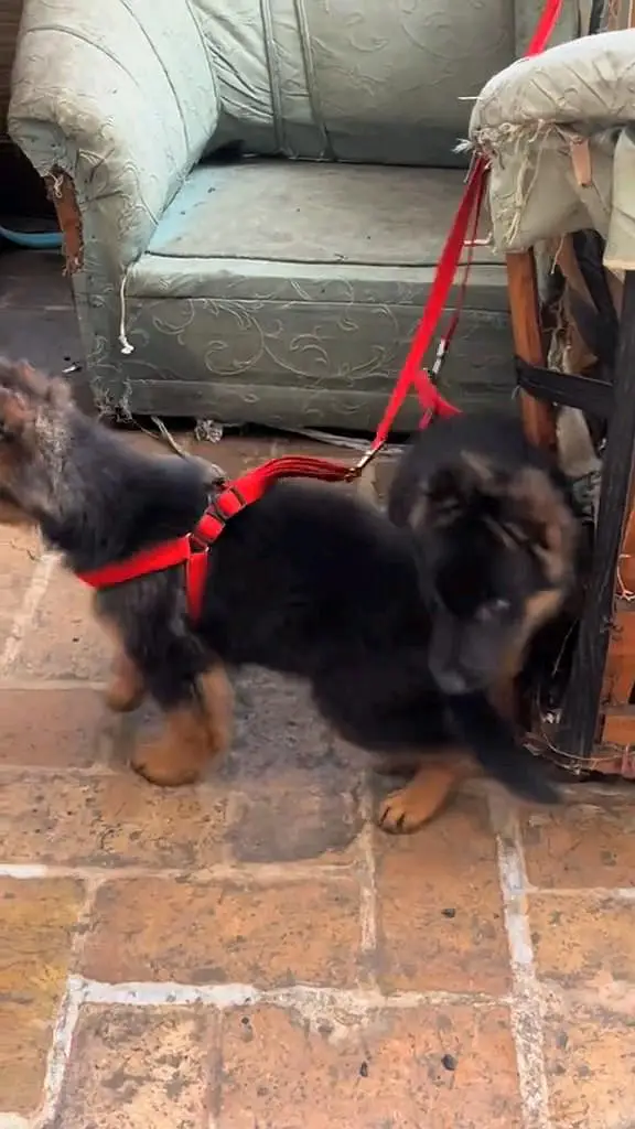 German shepherd puppie WhatsApp contact 0/3/4/9/0/6/8/6/3/7/8 — photo 3