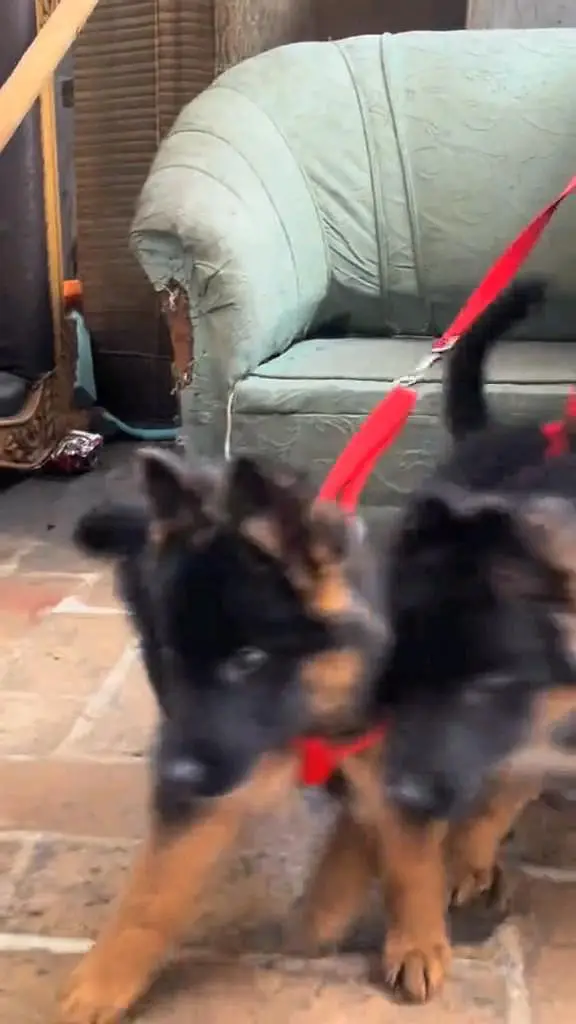 German shepherd puppie WhatsApp contact 0/3/4/9/0/6/8/6/3/7/8 — photo 4