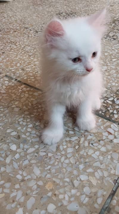 Persian cat kitten pair for sale contact number 03106672920