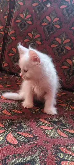Persian cat kitten pair for sale contact number 03106672920 — photo 2