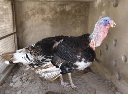 Turkey Bird