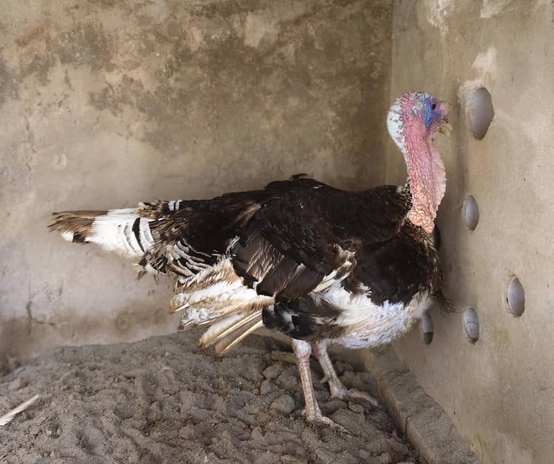 Turkey Bird 1