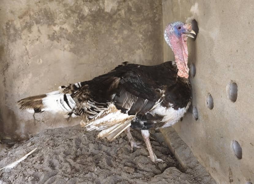 Turkey Bird 2