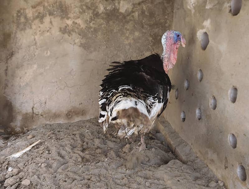 Turkey Bird 3