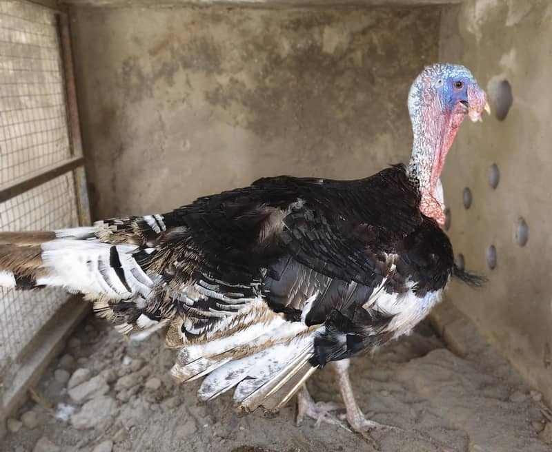 Turkey Bird 4