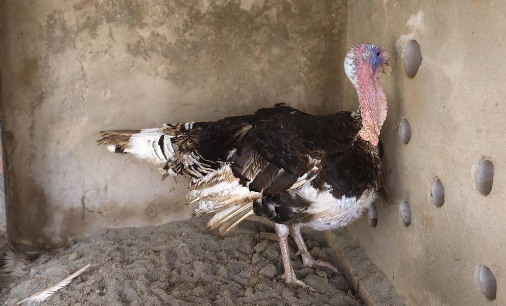 Turkey Bird 5