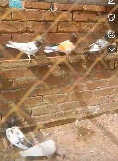 High flying pigeon