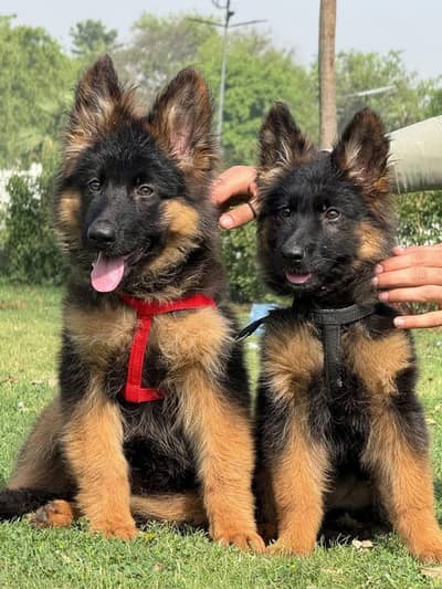 German shepherd puppie WhatsApp contact 0/3/4/9/0/6/8/6/3/7/8