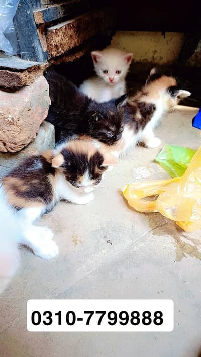 5 PERSIAN MIX BREED KITTEN FOR PAID ADOPTION  READ DESCRIPTION