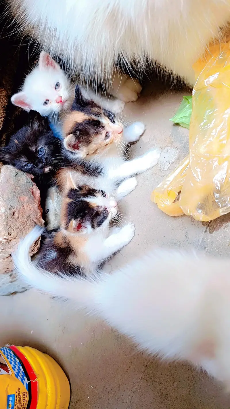 5 PERSIAN MIX BREED KITTEN FOR PAID ADOPTION  READ DESCRIPTION — photo 2