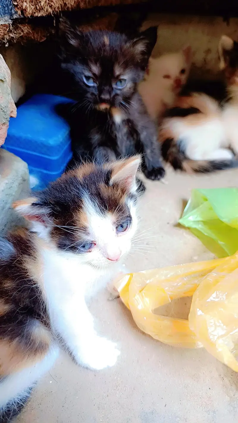 5 PERSIAN MIX BREED KITTEN FOR PAID ADOPTION  READ DESCRIPTION — photo 3