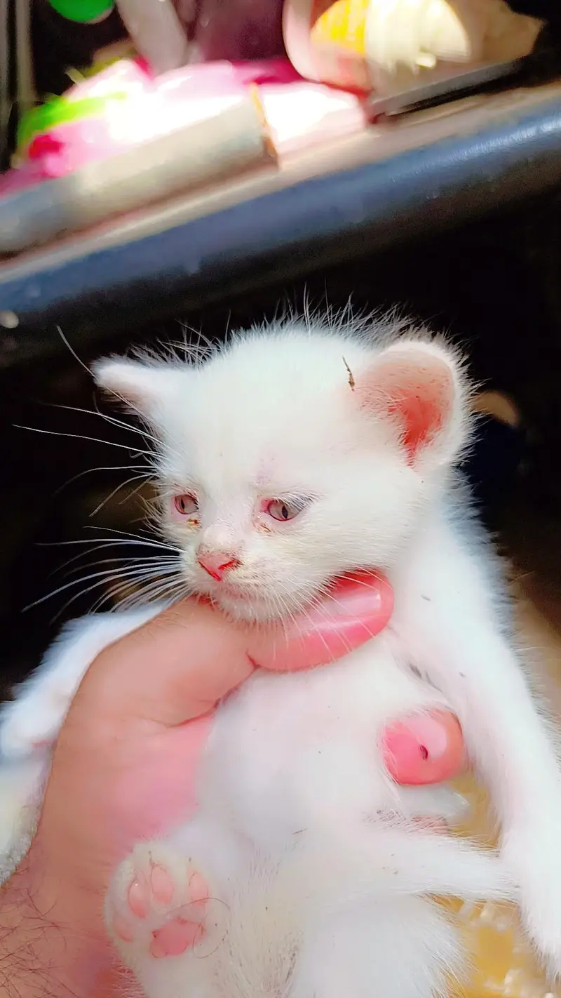 5 PERSIAN MIX BREED KITTEN FOR PAID ADOPTION  READ DESCRIPTION — photo 4