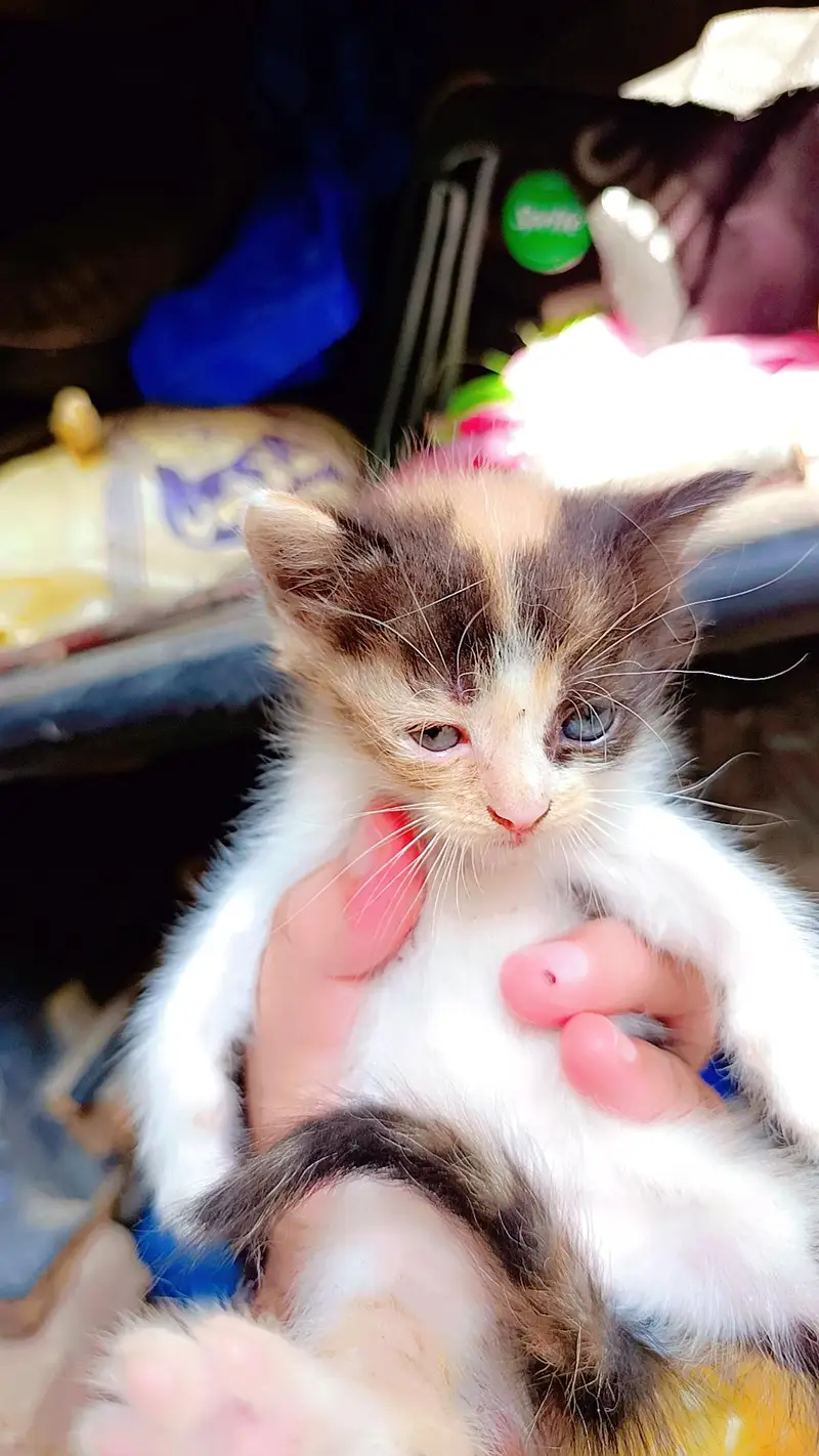 5 PERSIAN MIX BREED KITTEN FOR PAID ADOPTION  READ DESCRIPTION — photo 5