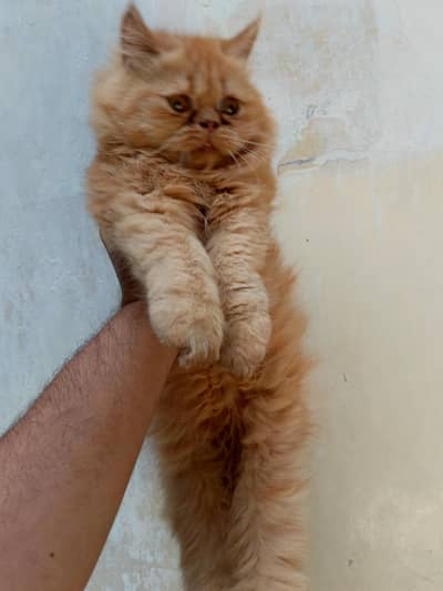 beautiful female kiten