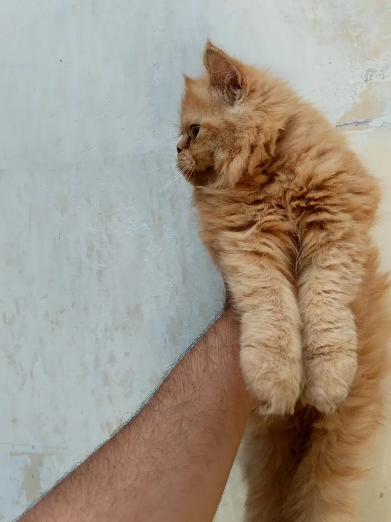 beautiful female kiten — photo 2