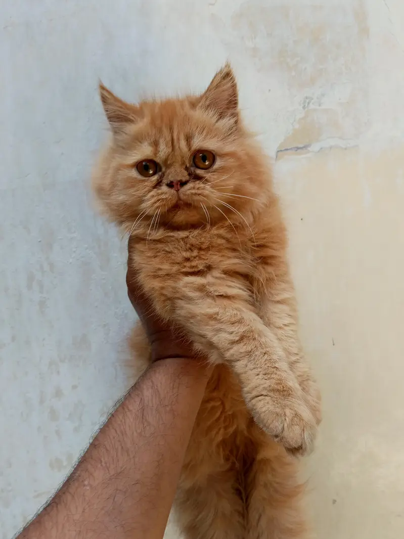 beautiful female kiten — photo 3