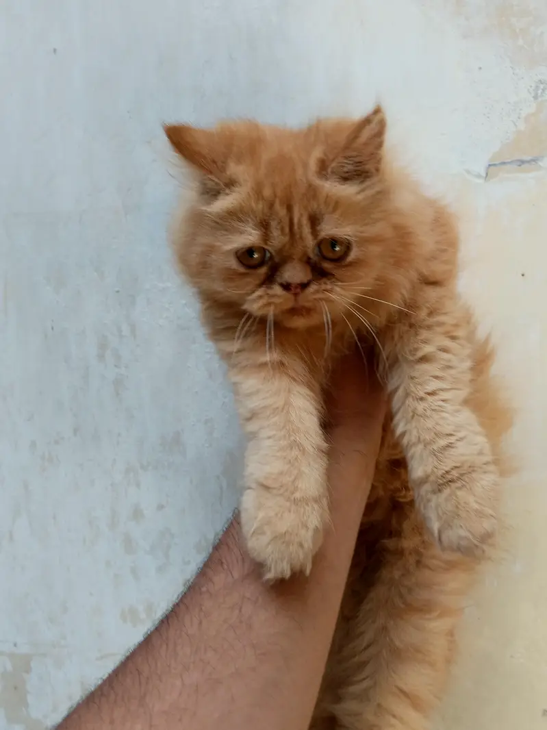 beautiful female kiten — photo 4