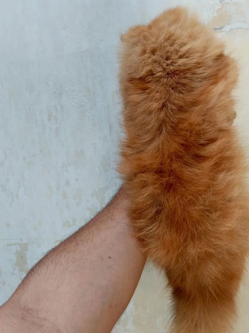beautiful female kiten — photo 5