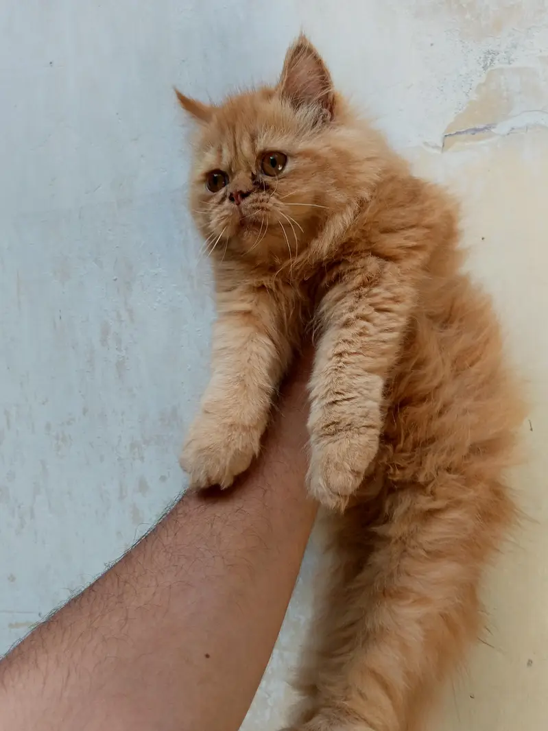 beautiful female kiten — photo 6