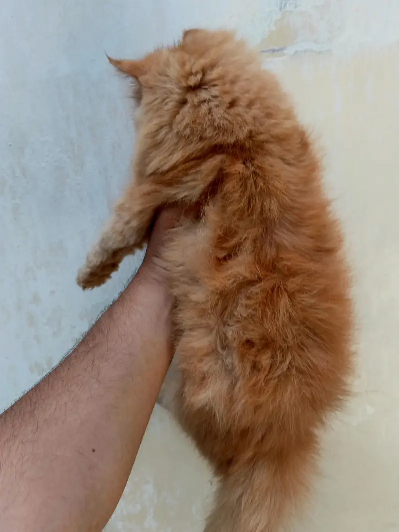 beautiful female kiten — photo 7