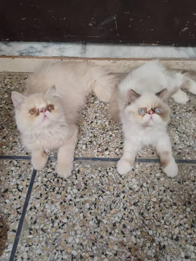 peki Persian pair for sale