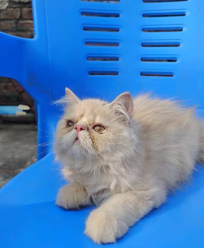 peki Persian for sale