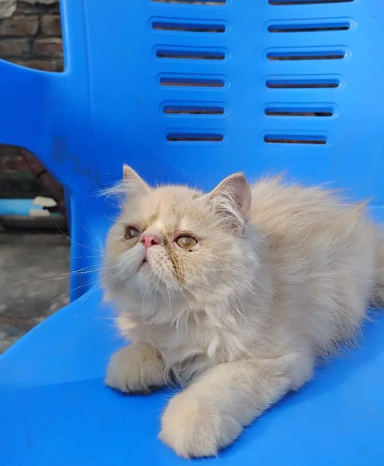 peki Persian pair for sale — photo 2