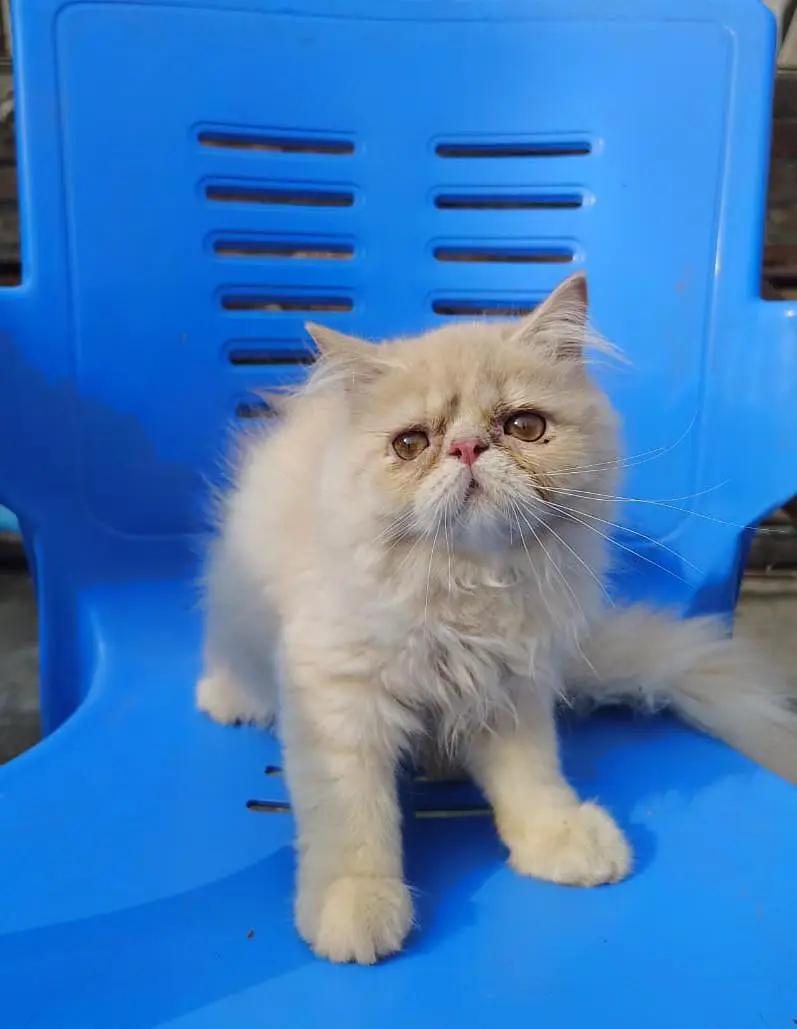 peki Persian pair for sale — photo 4